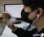 반려동물 진료부 부가세 면제 항목 100개로 확대…10월부터 적용