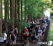 청남대 숲길 걷는 잼버리 대원들