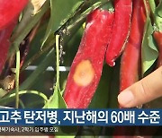 경북 고추 탄저병, 지난해의 60배 수준