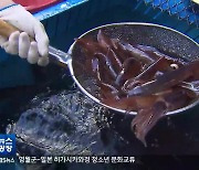 ‘오징어 급감’ 장사 접고 조업 포기…“바가지 억울”