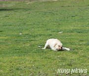 “반려동물 산업 2배 키운다”…10월부터 진료비 부가세 면제