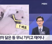 김명준의 뉴스파이터-생후 한 달 된 쌍둥이 판다…사육사가 밝힌 구별법은?