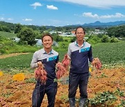 여주 밤고구마, 조기수확 돌입...농가소득 증대 기대