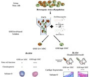 줄기세포 분리배양 통한 우수한 연골 재생 치료 가능성 열어