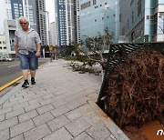 부산 '카눈' 피해신고 524건, 힌남노 때와 비슷…배수는 3건 불과