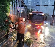 가로수 쓰러지고, 유리창 깨지고… 태풍 상륙 임박에 부산 피해 속출