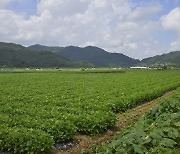 순창군, 전략작물 직불금 지급기준 완화