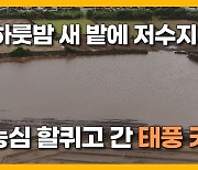 [자막뉴스] "속상해 못살아".. 태풍에 농작물 잠기고 날리고