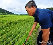 무사할 줄 알았는데…조생벼농가, 수확 앞두고 태풍에 '폭삭'