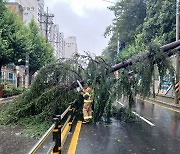 도로 한가운데 쓰러진 나무들