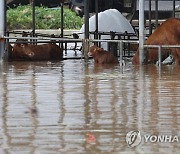 태풍 '카눈'에 집 잃은 소