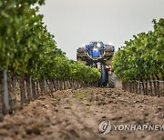 SPAIN WINE HARVEST