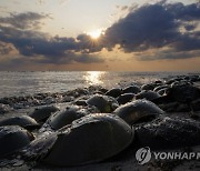 Horseshoe Crab Harvest