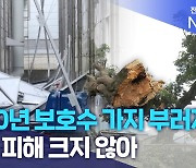 "400년 보호수 가지 부러져".. 태풍 피해 크지 않아