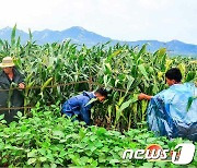 태풍 '카눈' 대응 중인 북한 농장…"농작물 보호에 만전"