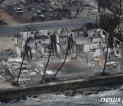 [포토] 검게 변한 야자수…산불 덮친 하와이