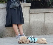 [고양이 눈]언제 끝나요?