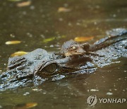 호주서 군 훈련 중 악어 습격받아…국방부, 13억원 벌금 위기