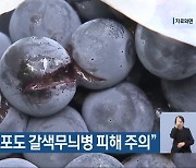 농촌진흥청 “포도 갈색무늬병 피해 주의”