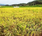 경북 영주서 8·15 광복쌀 올해 첫 벼베기… 모내기 한지 114일째, 추석밥상 선점기대