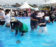 제주서 맨손으로 광어 잡기