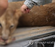 열린 뒷문으로 탈출한 암사자…"민가 접근 우려에 사살"(종합)