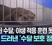 구조된 수달 갈 곳 없어···허점 드러낸 '수달 보호'