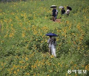 [포토 에세이]가을 마중나온 해바라기