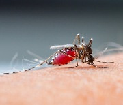 Malaria on the rise in Korea