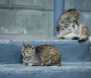 길고양이 걷어차고, 사고 막으려 했다던 60대…벌금 100만원