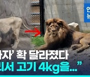 운영 중단 부경동물원 남은 동물들…먹이 부족에 굶주림 우려