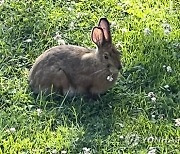 Gardening-Who's Eating My Plants