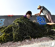 청각 풍년일세