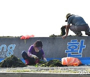 포항산 자연 '청각'이요