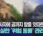 곰에 사자까지 탈출 잇따르는데···사실상 '방치'