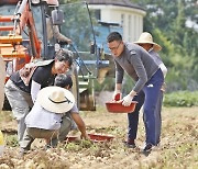 "파이브가이즈는 갓 수확 국산 감자 씁니다"