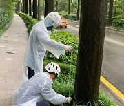 “양재천 메타세쿼이아를 살려 주세요” 더위 먹어 시든 733그루 ‘응급 치료’