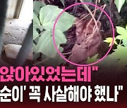 [스브스픽] "얌전히 앉아있었는데"…"암사자 '사순이' 꼭 사살해야 했나요"