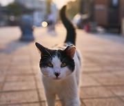 길고양이를 걷어찬 60대 ‘벌금형’…항의한 행인에 욕설하기도