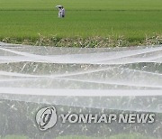 들녘에 이는 파도