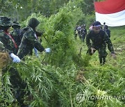 Indonesia Marijuana