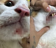 “가사도우미 불렀다가...두들겨 맞아 피투성이 된 고양이”