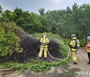 '벌집 없애려다 그만" 인천 체육공원서 라이터 불에 나무 타