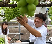 샤인머스캣이 잘 익었네