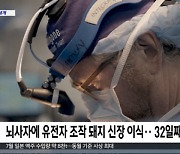 [이 시각 세계] 뇌사자에 유전자 조작 돼지 신장 이식‥32일째 정상 기능