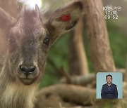 천연기념물 산양 복원 ‘결실’…사후관리가 과제