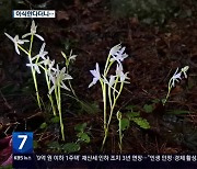 골프장 예정지 멸종위기종…‘이식한다더니’