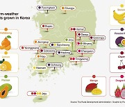 Swapping apples for mangoes: Korea eyes more tropical fruits