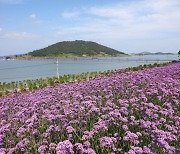 신안 퍼플섬, 1억 송이 버들마편초꽃 만개