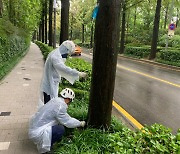 강남구 ‘메타세쿼이아’ 살리기… 양재천로 식재 733주 생태조사